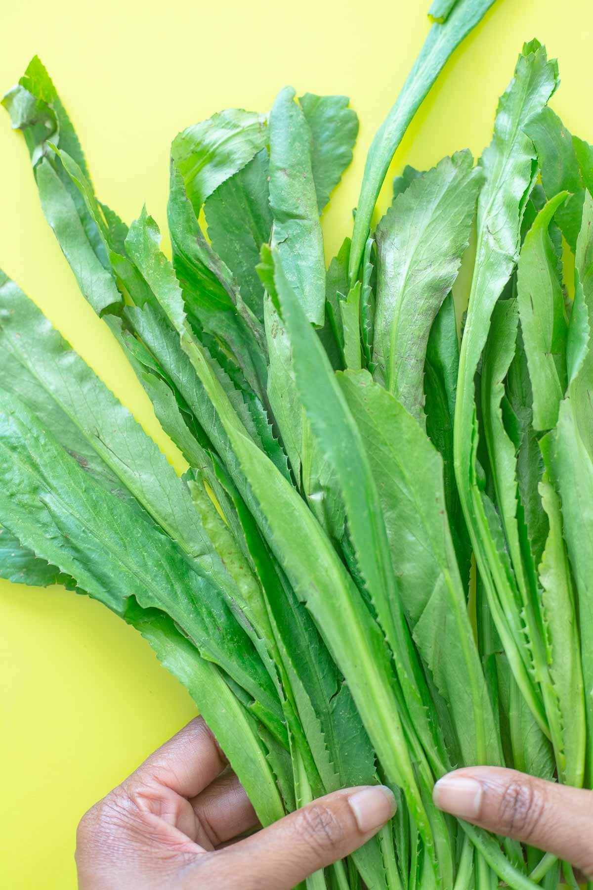 A large bunch of picked chadon beni leave spread out on a lime green board.