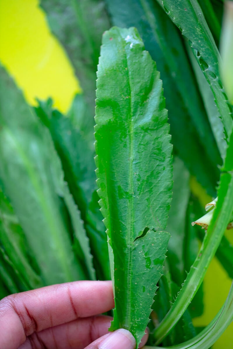 A close up of the chadon beni leaf showing the serrated edges that distinguishes it.