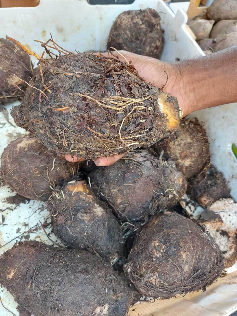 A hand holding a piece of dasheen over a group of dasheen.