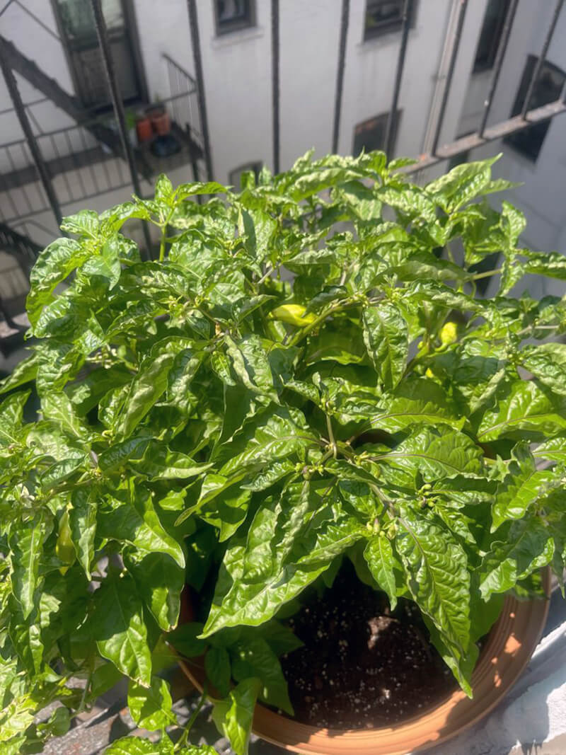 A pimento pepper tree in a pot being grown on a fire escape.