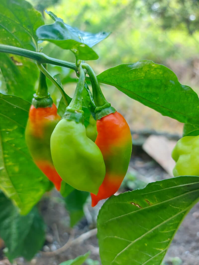 A close up of fresh pimento peppers on a tree.