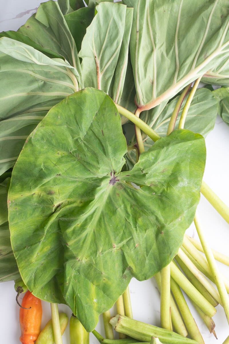 An open bunch of dasheen bush showing the leaves.
