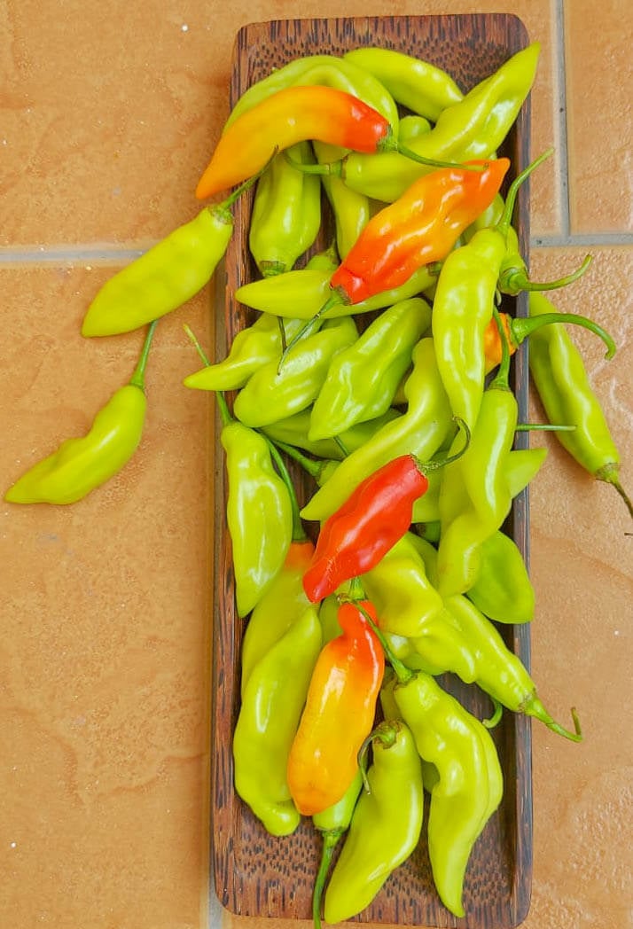 A bowl of Trinidad pimento peppers of all colors, on a brown backdrop.