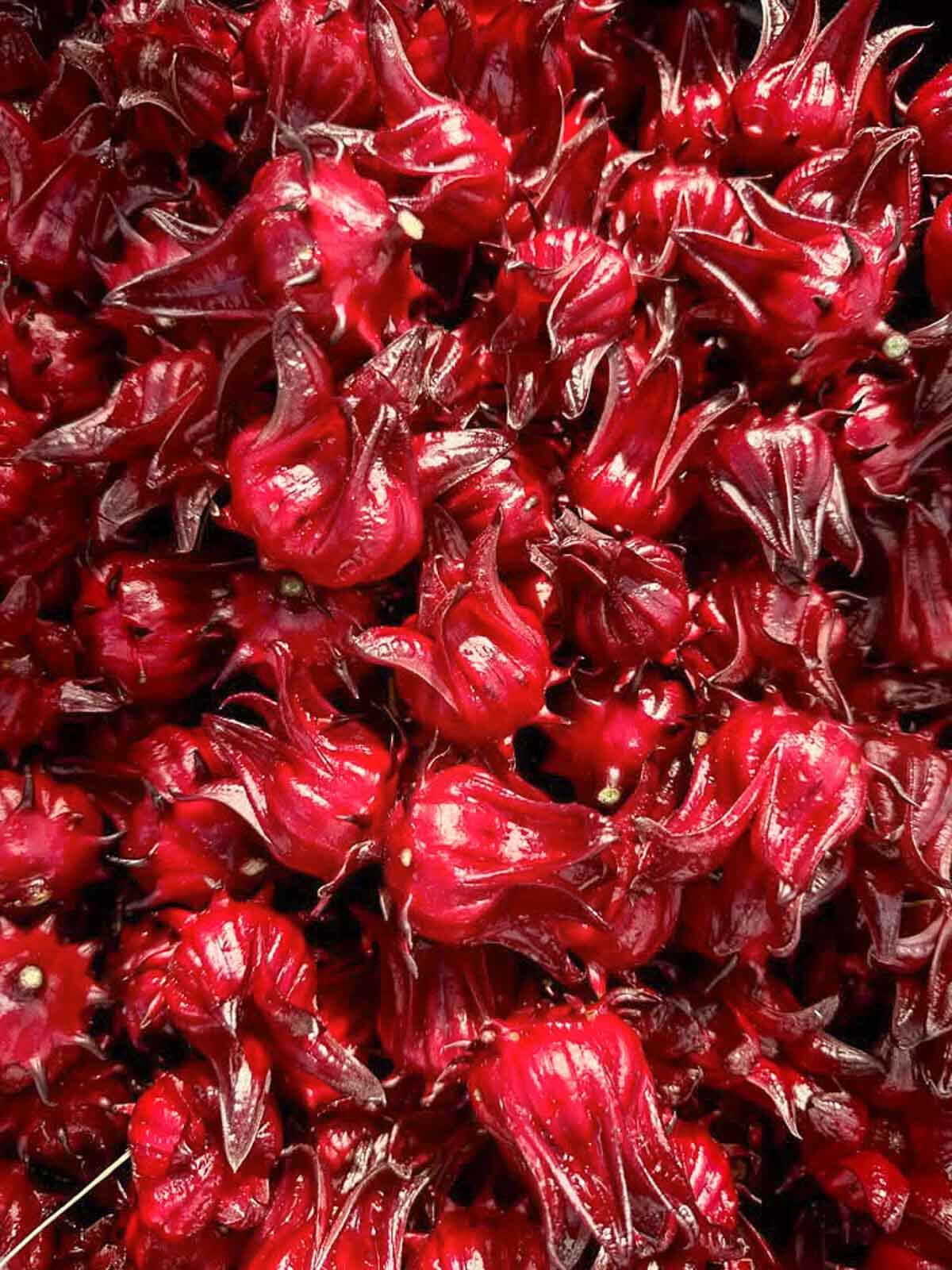 Fresh Caribbean sorrel calyces used to make sorrel drink.