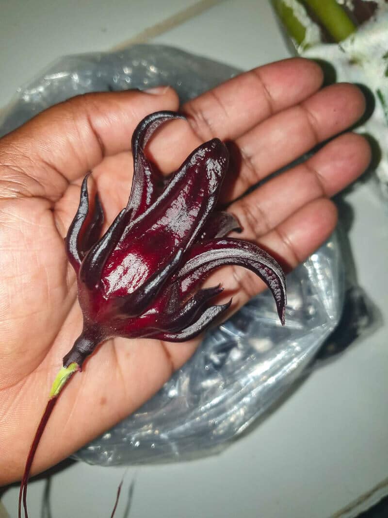 Fresh sorrel calyx held in hand showing the edible portion used in Caribbean recipes.