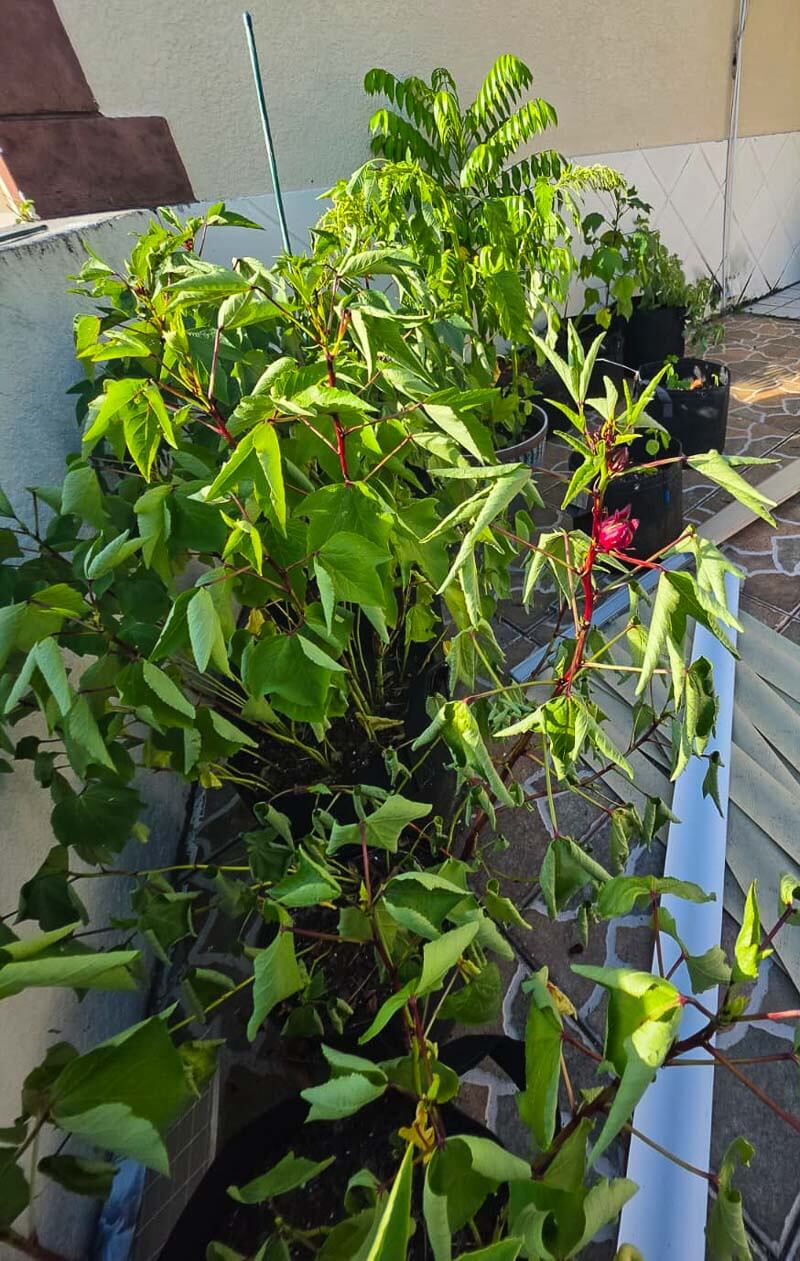 Mature sorrel plant growing outdoors with red calyces ready for harvest.