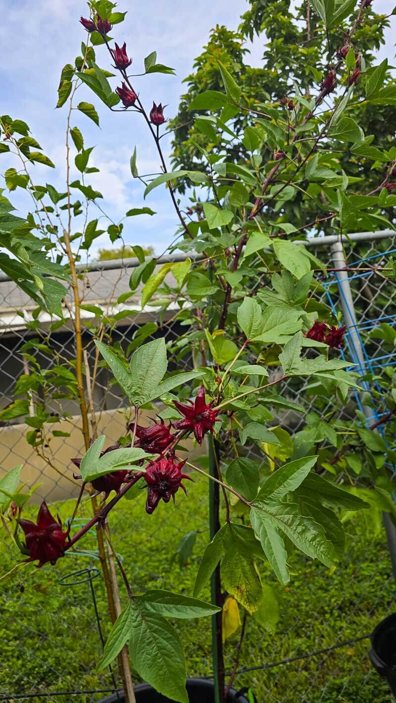 Sorrel plant (roselle) growing with mature red calyces ready for harvest.
